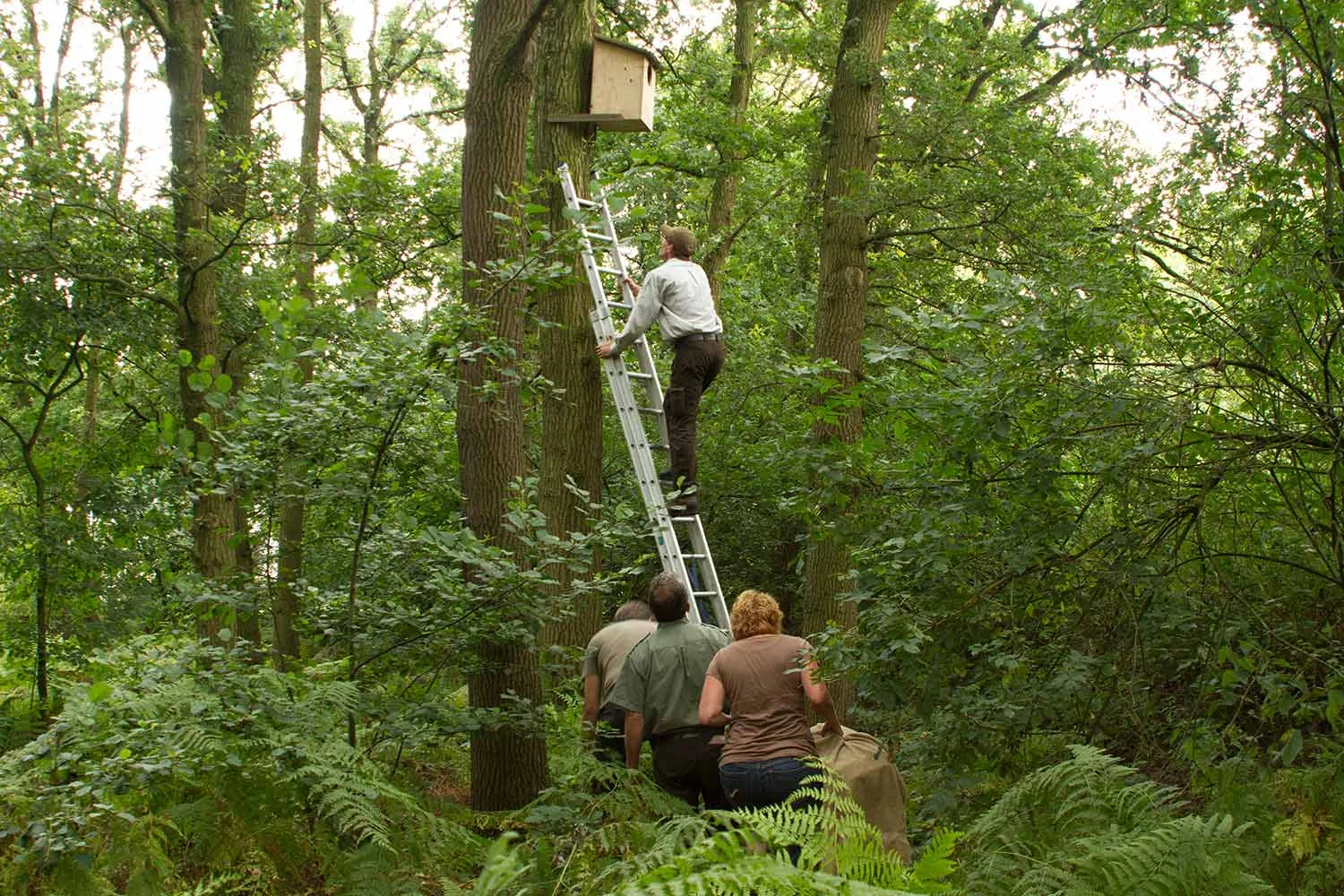 Bosuil uitgezet in natuurgebied
