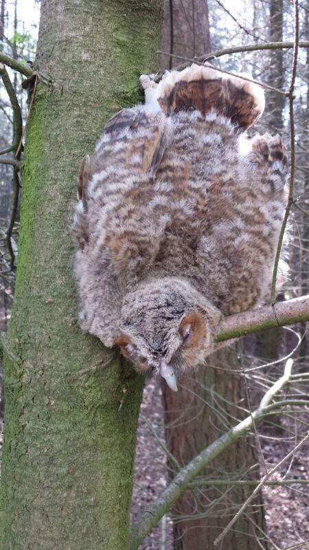 Reddingsactie jonge bosuil