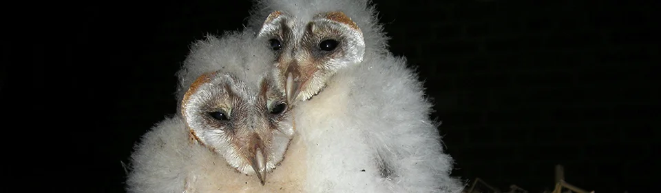 Kerkuil sliderbeeld 3
