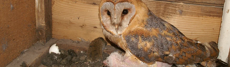 Kerkuil sliderbeeld 4