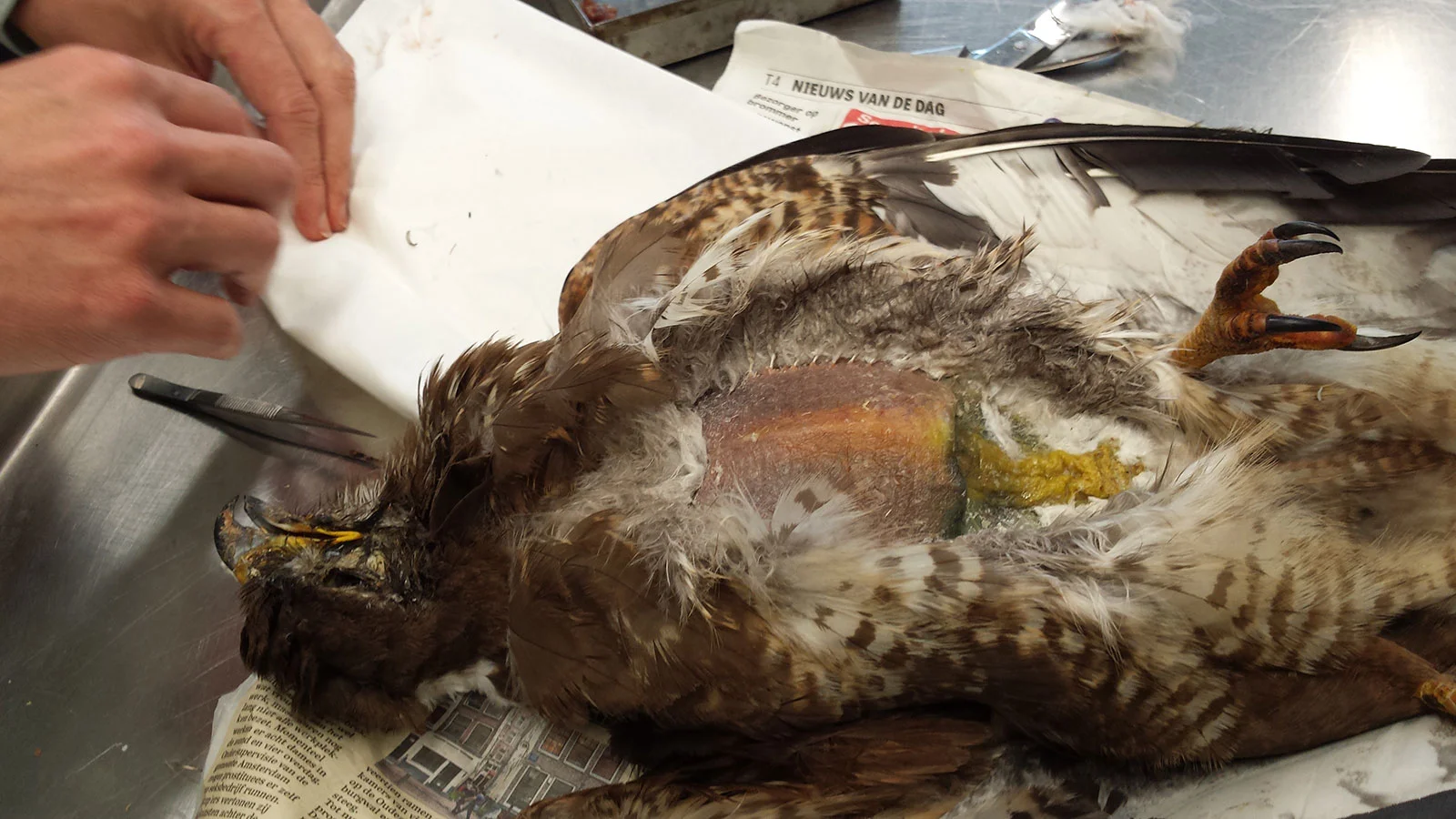 Onderzoek aan buizerd