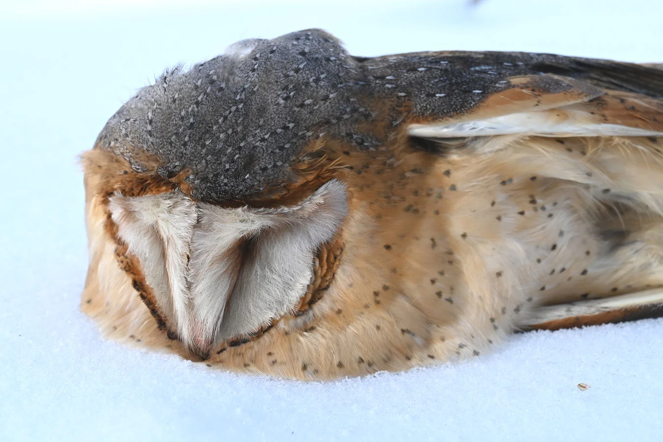 Kerkuil in winterse omstandigheden