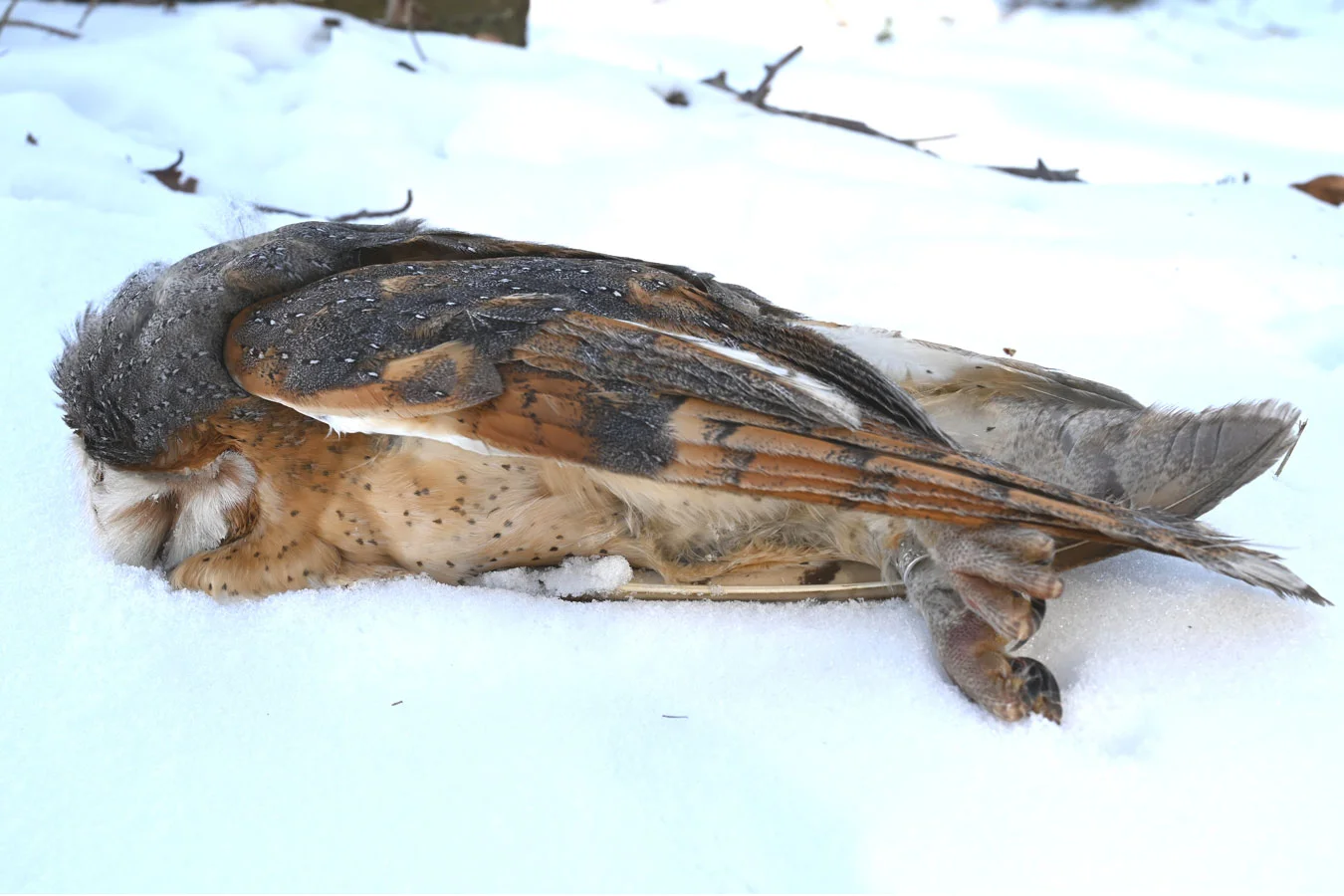 Kerkuil tijdens sneeuw en kou
