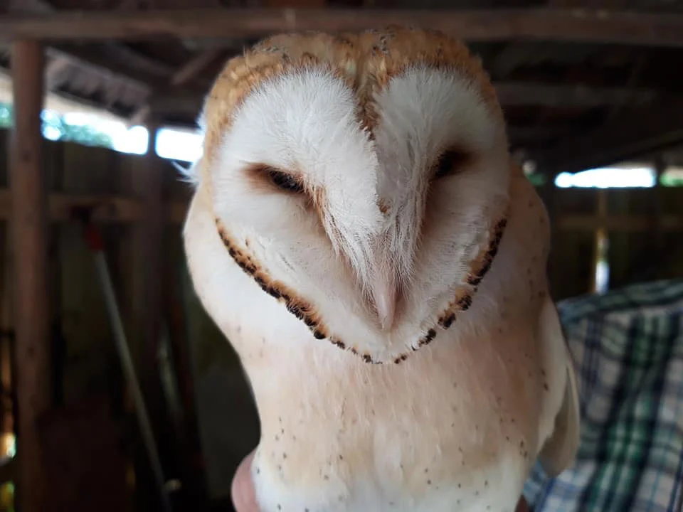 Kerkuil terug in de natuur