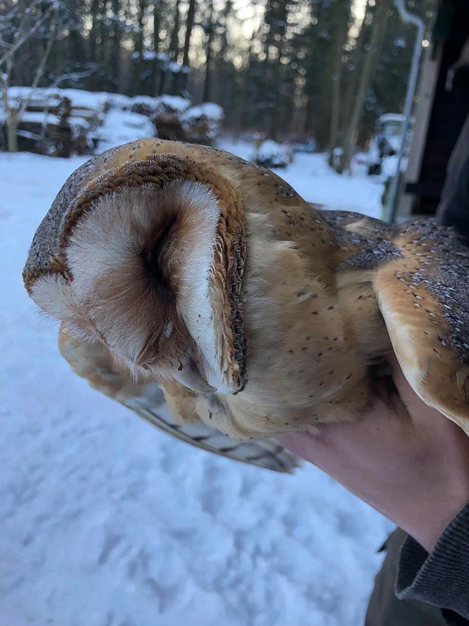 Kerkuil foto door Mari de Bijl