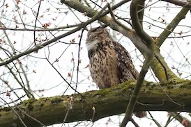 Oehoe close-up