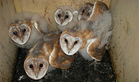 Voorstellen