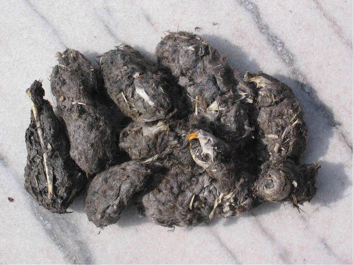 Braakbal