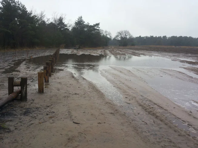 Ransuilenroest in het veld
