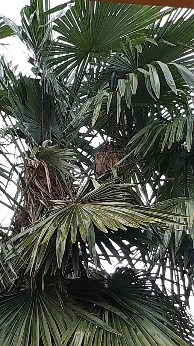 Ransuilen in palmboom