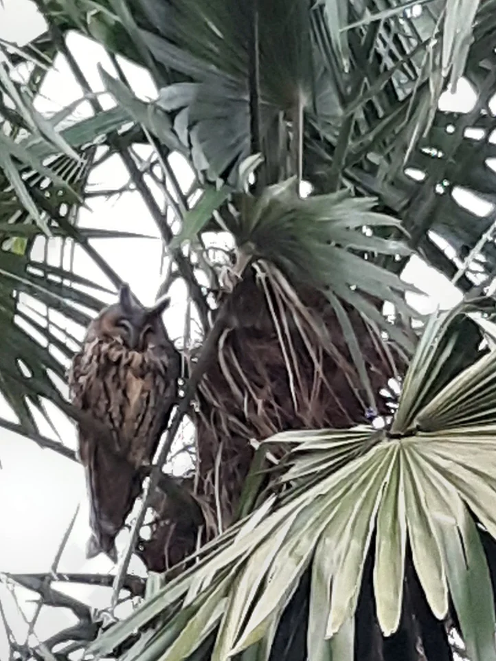 Ransuilen in winterse tuin