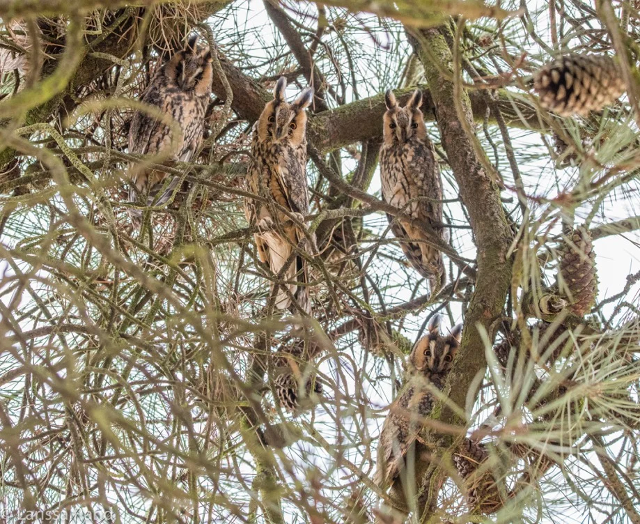 Recordaantal ransuilen op winterroest