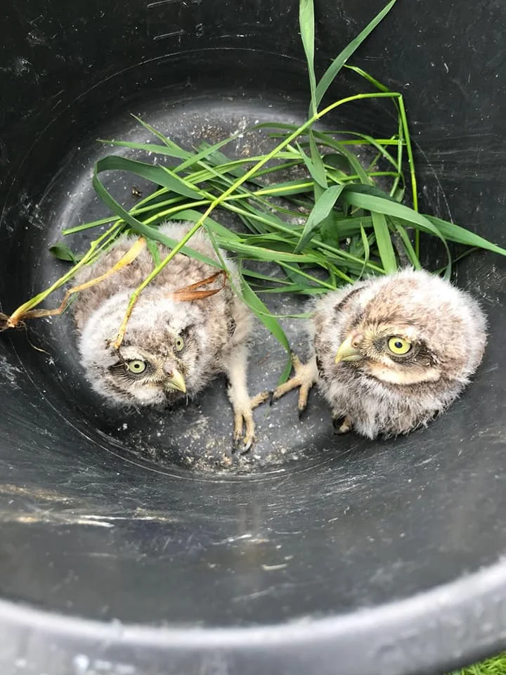 Anita bij nestcontrole