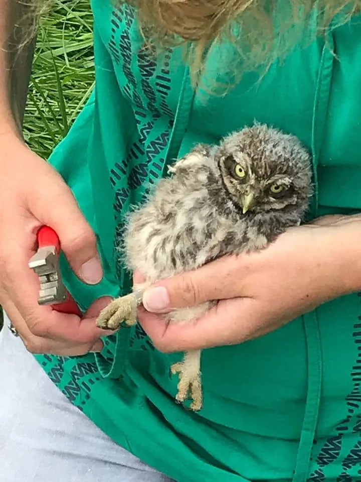 Steenuil met beschadigd oog
