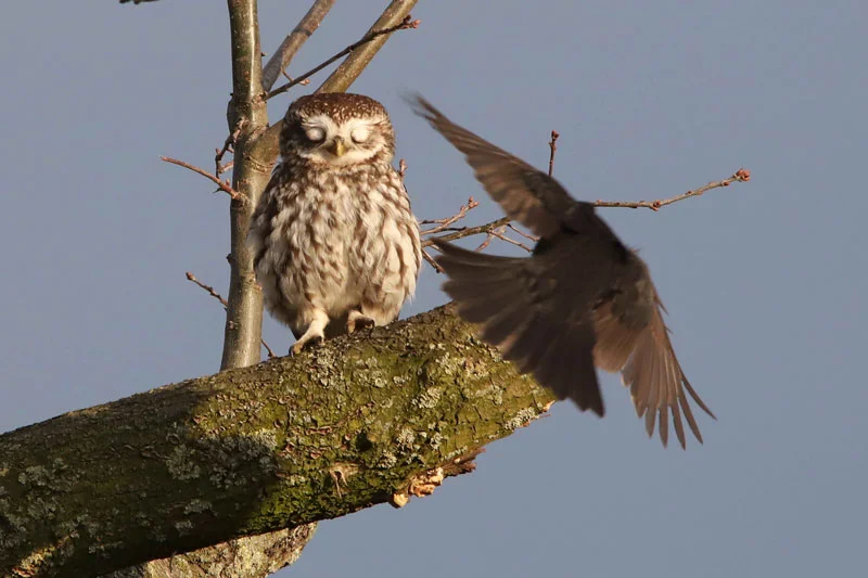 Steenuilen bij de nestkast