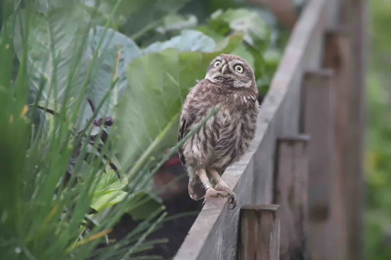 Jonge steenuilen in de tuin