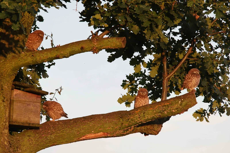 Steenuilen in de boom