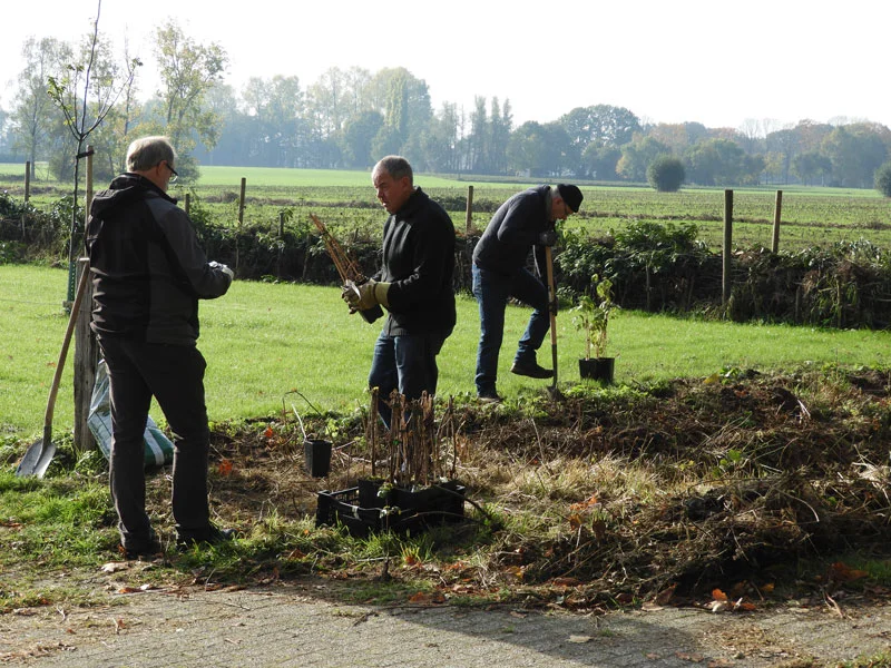 Aanplant op steenuilenerf