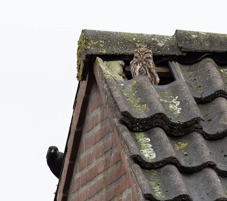 Steenuil onder dakpan